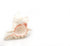 pink white murex shell